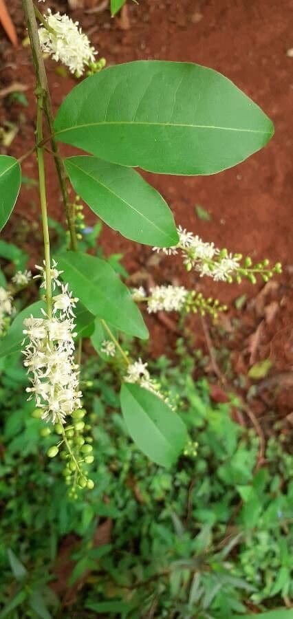 Trichostigma 10