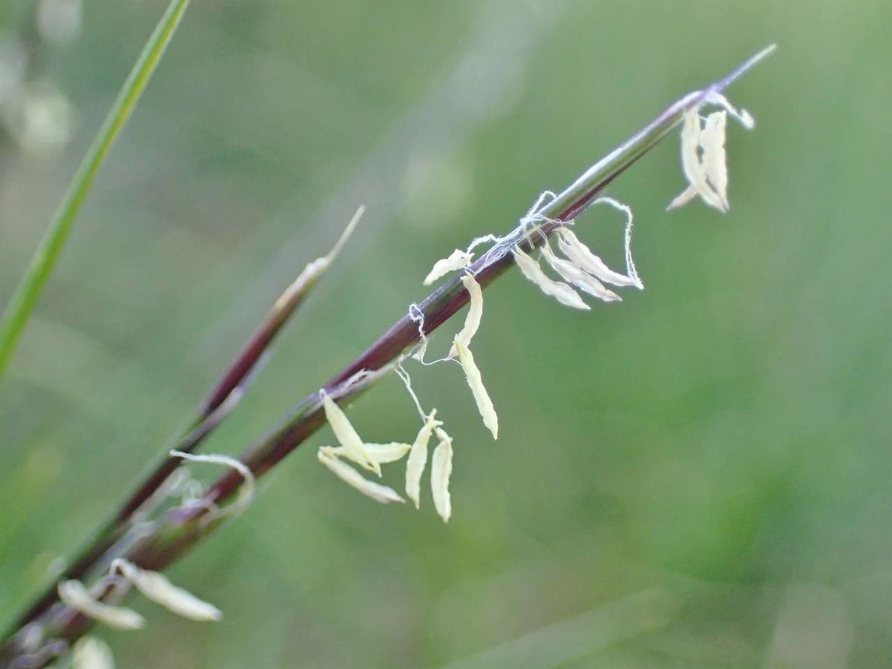 Cervino 3