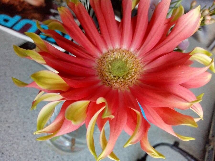 Gerbera 5