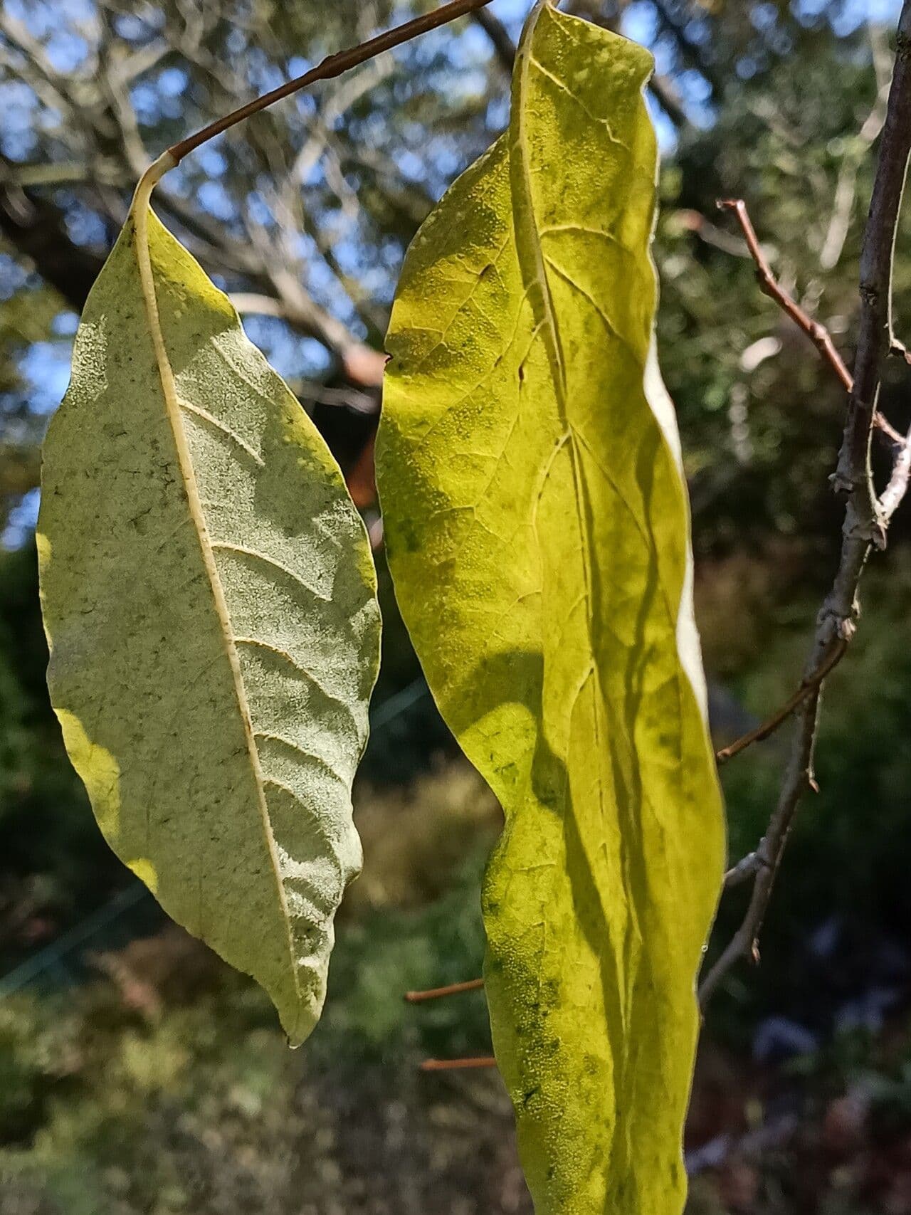 Diospyros 20