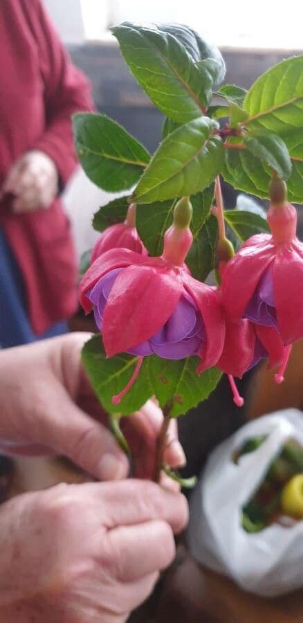 Fuchsien 25