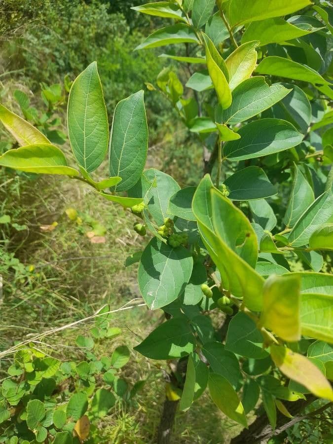 Breynia vitis-idaea 3