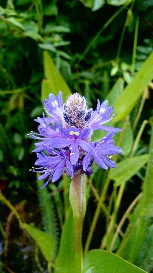 Pontederia 9