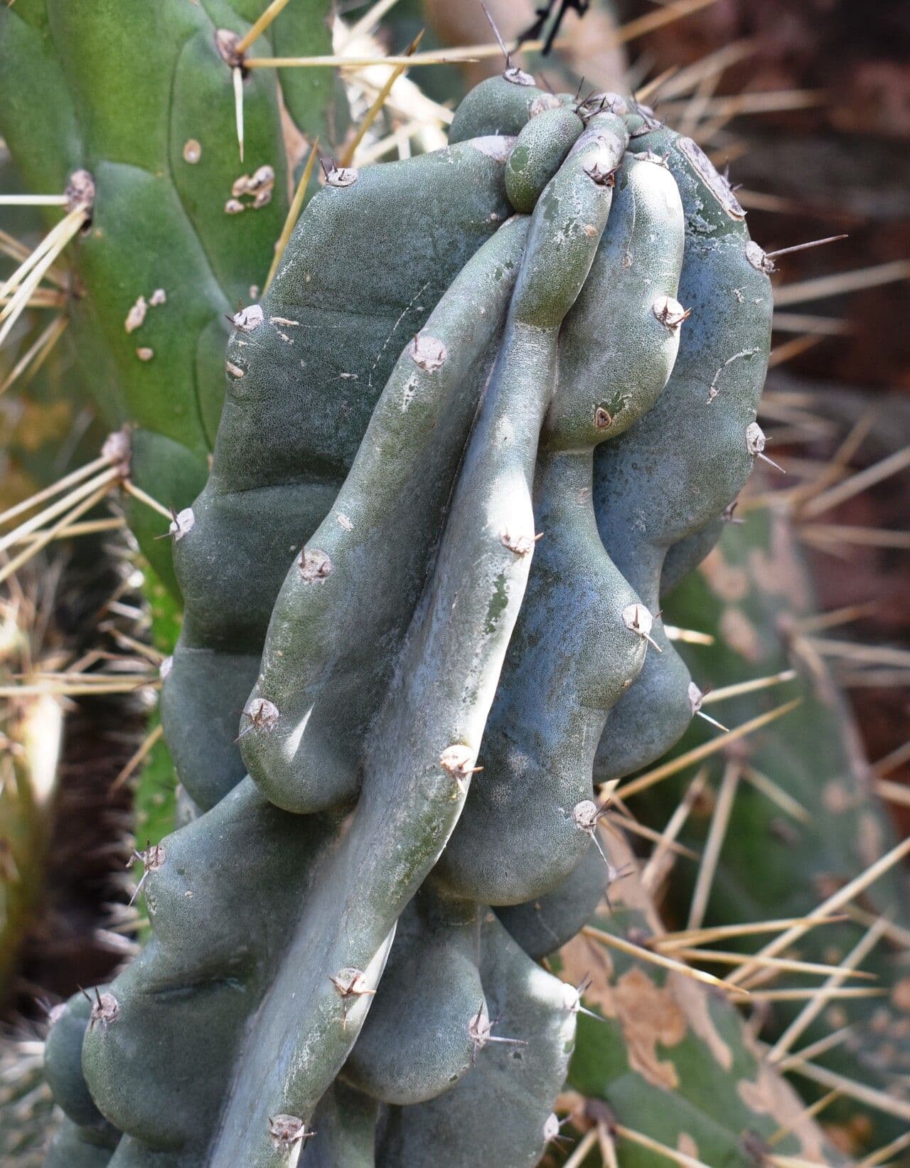 Cactus seto 14