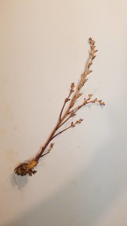 Epifagus virginiana 6