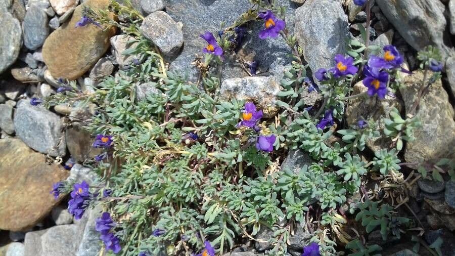 Linaria alpina 18