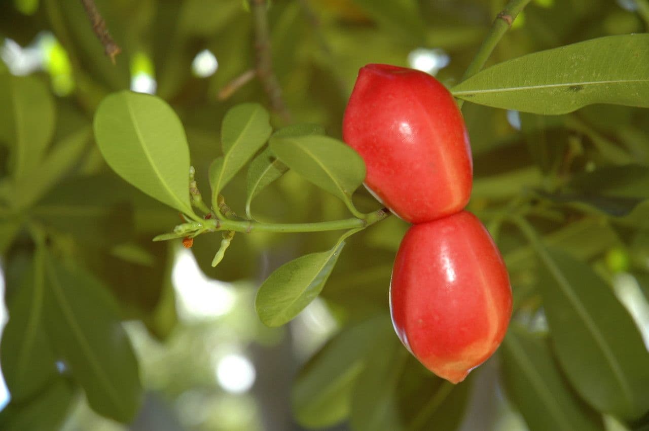 Ochrosia eliptická 2
