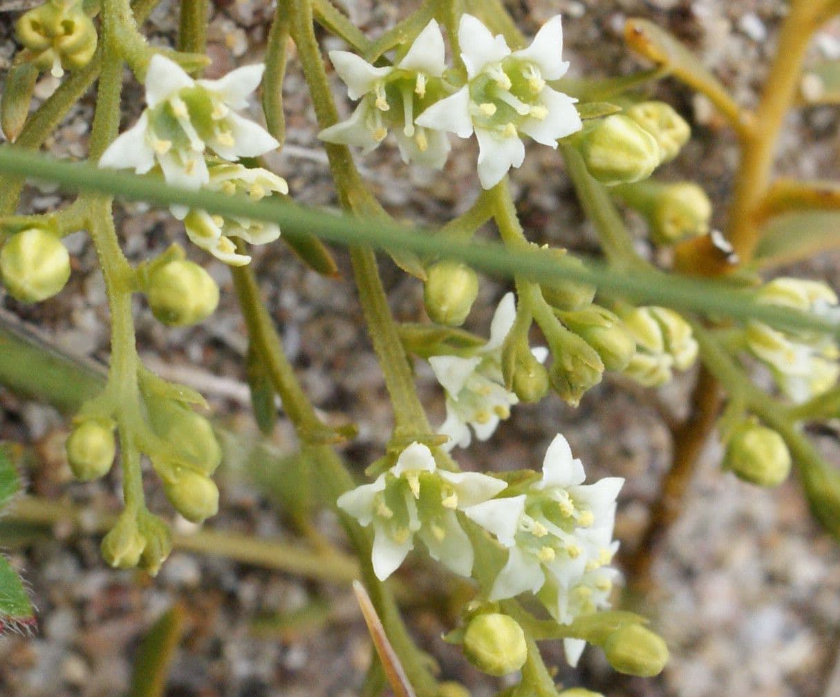Bastard toadflax 6