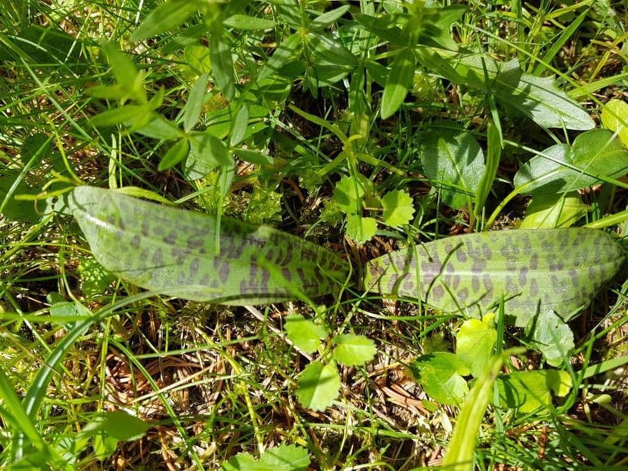 Orchidea macchiata 16