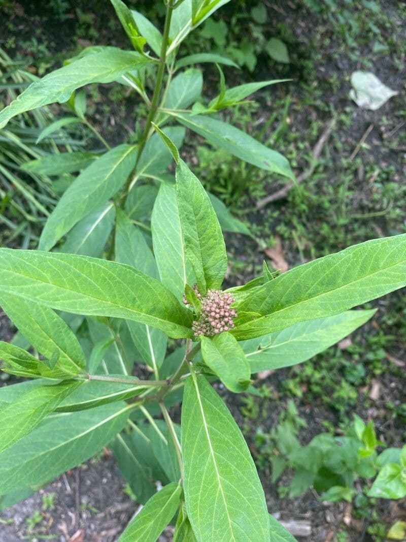 Asclepiade incarnata 19