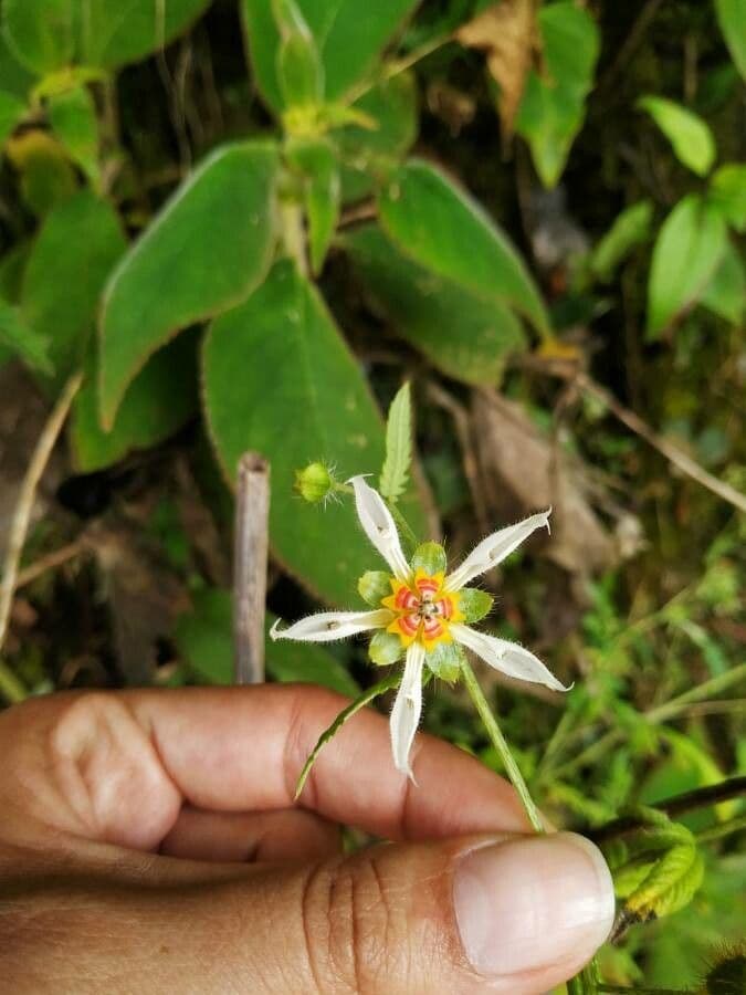 Loasa 5
