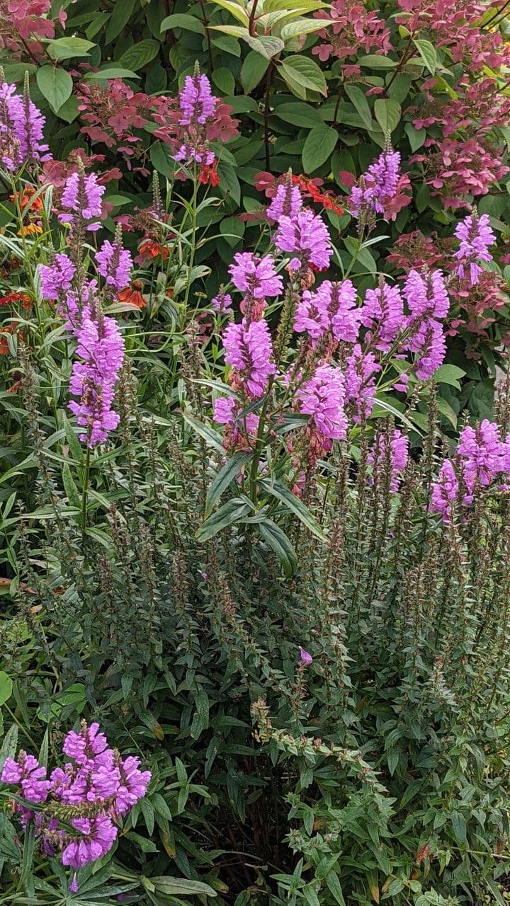 Physostegia virginiana 12
