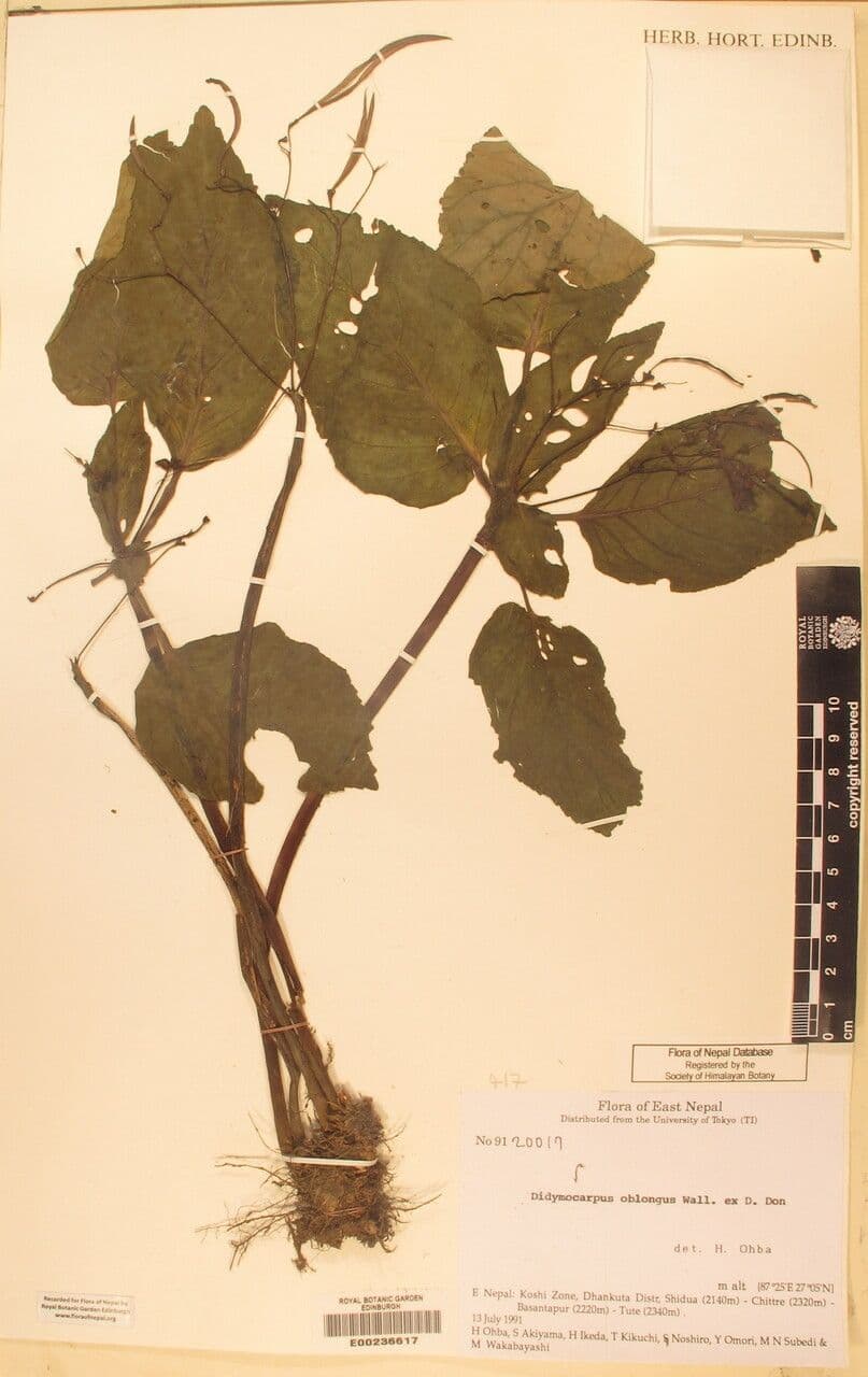 Didymocarpus oblungo 10