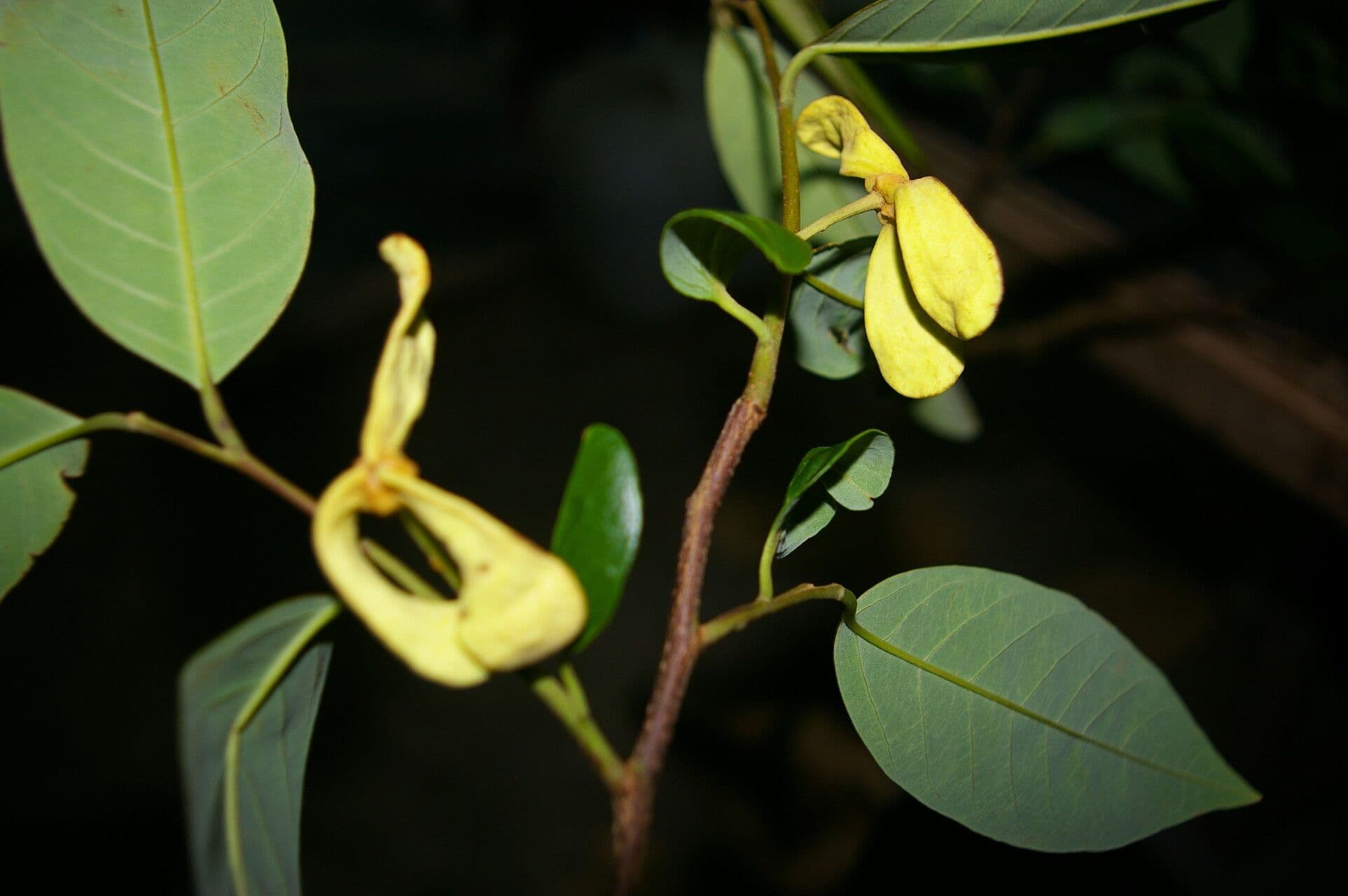 Annona papilionella 2