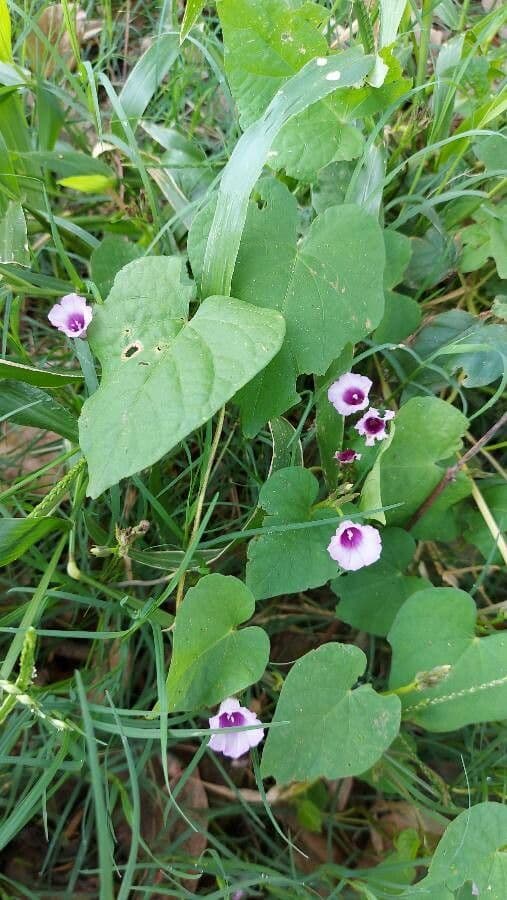 Ipomoea grandifolia 8