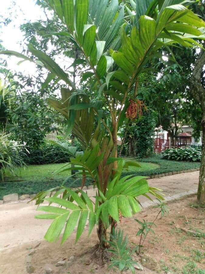 Areca 11