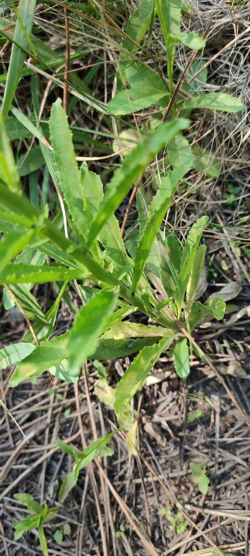 Lobelia urens 15