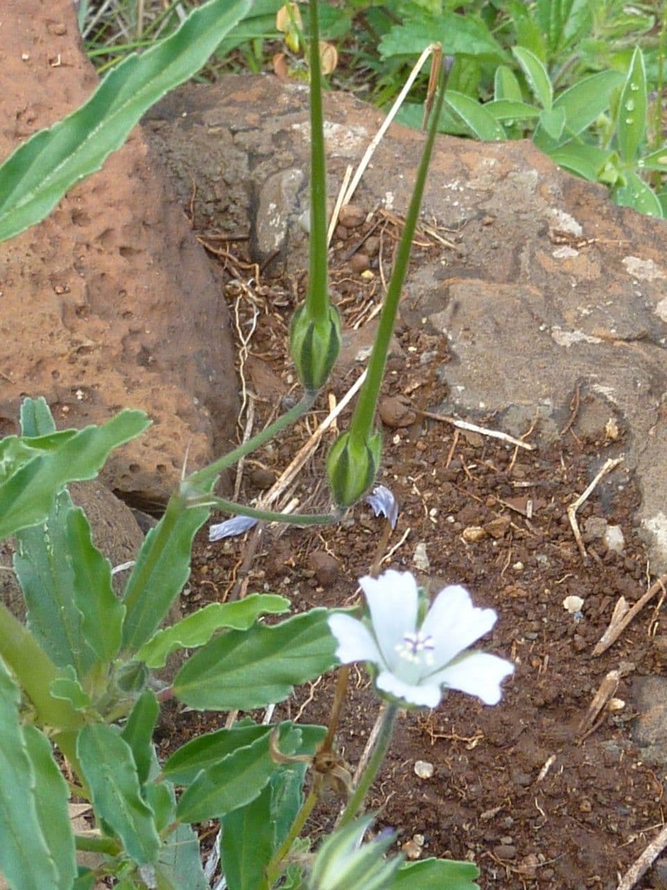 Schmalblättrige Monsonia 12