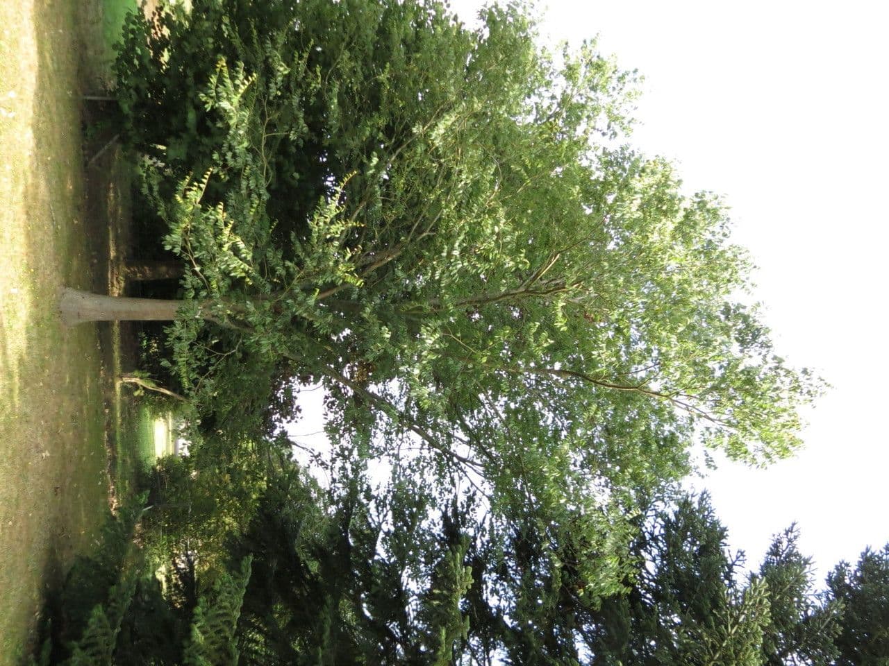 Zelkova 13