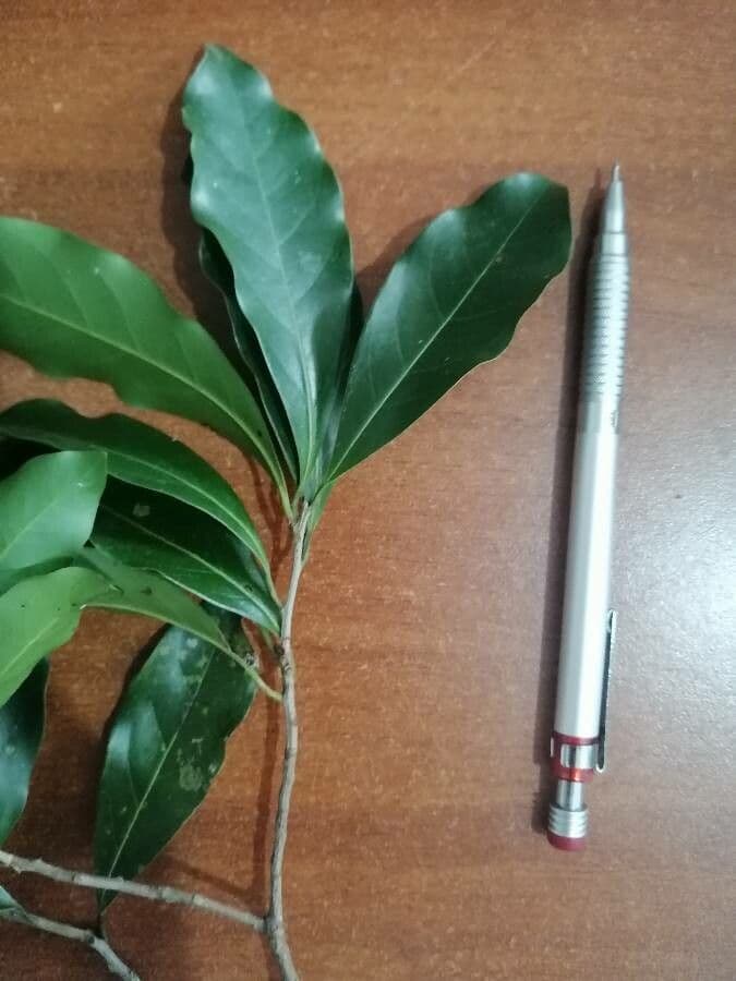 Veraguas-Mespilodaphne 21