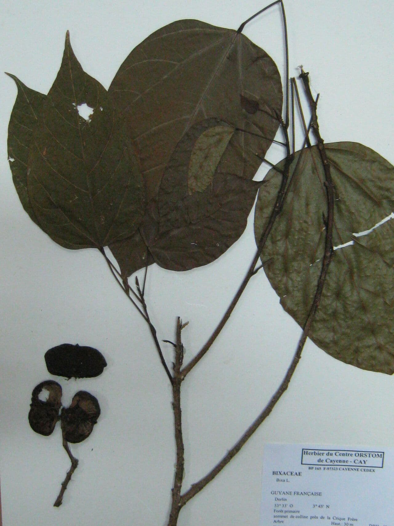 Bixa