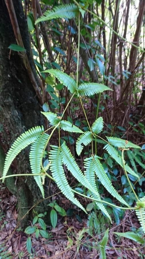 Dicranopteris linearis 2