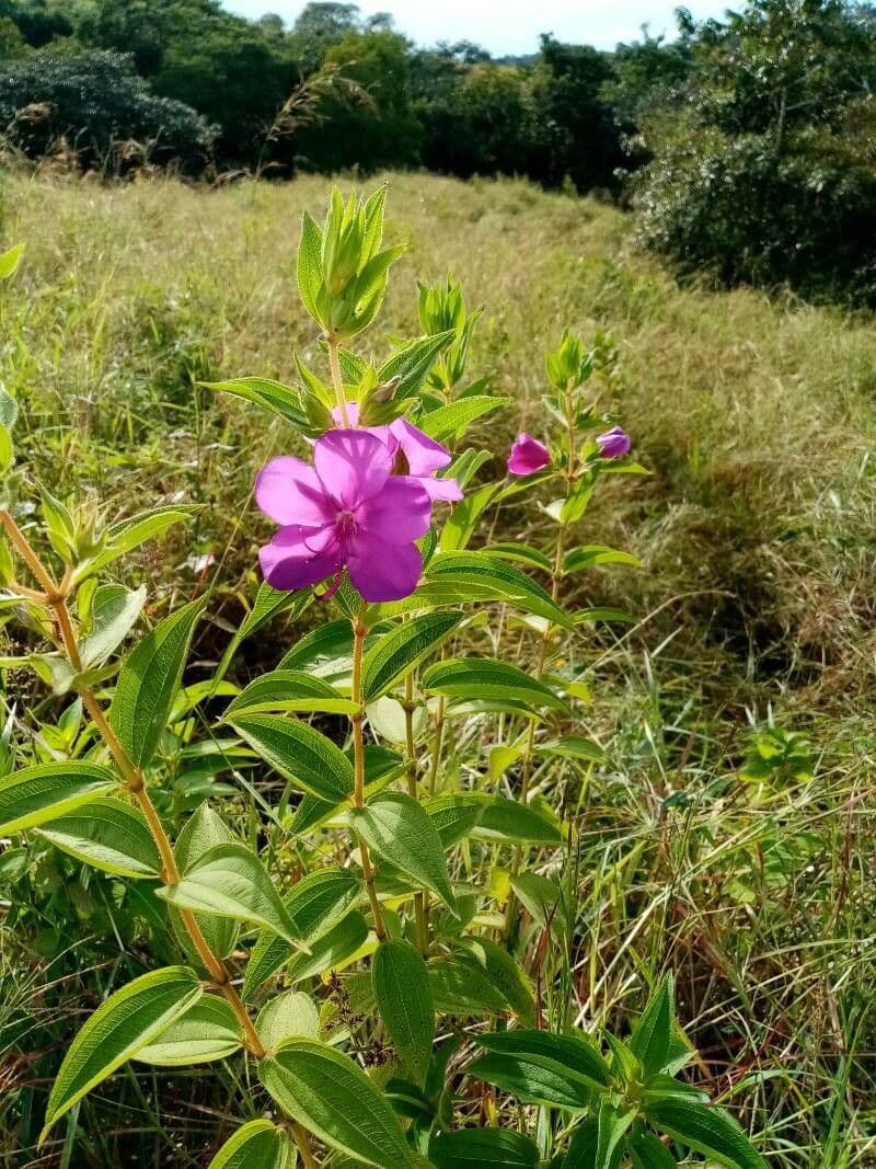 Rhynchanthera grandiflora 4