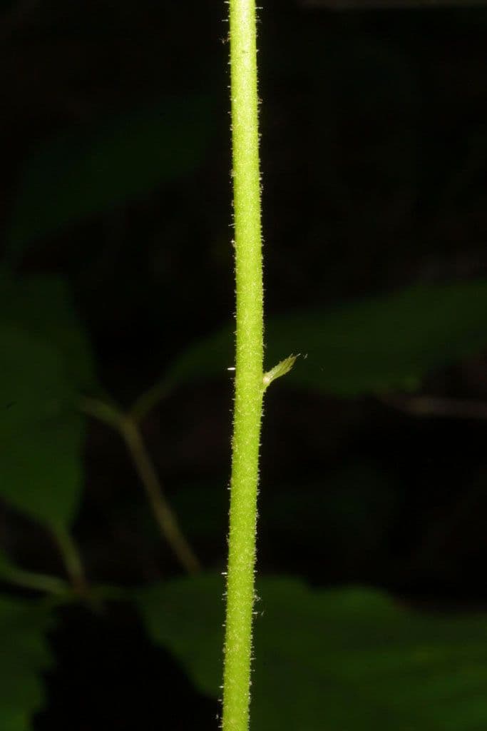 Purpurglöckchen 20
