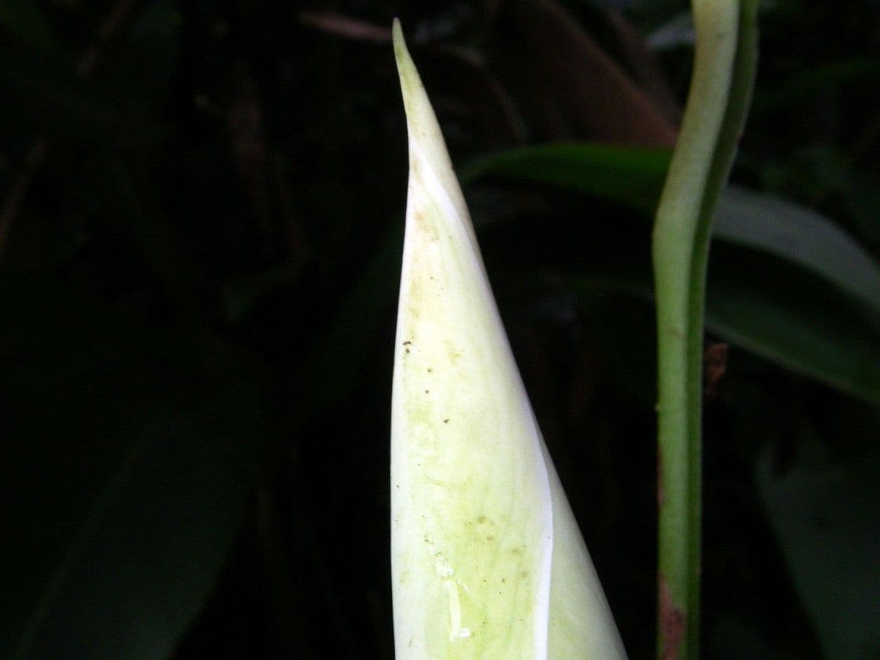 Monstera 8