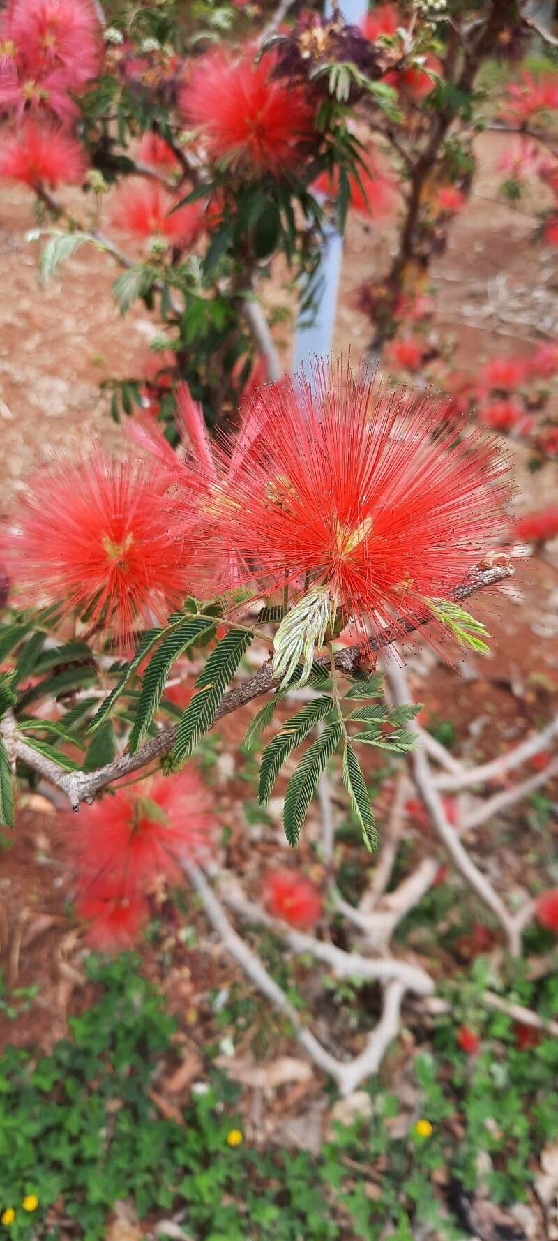 Calliandra di Tweed