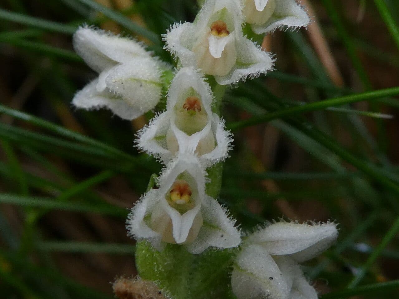 Gudiera 10