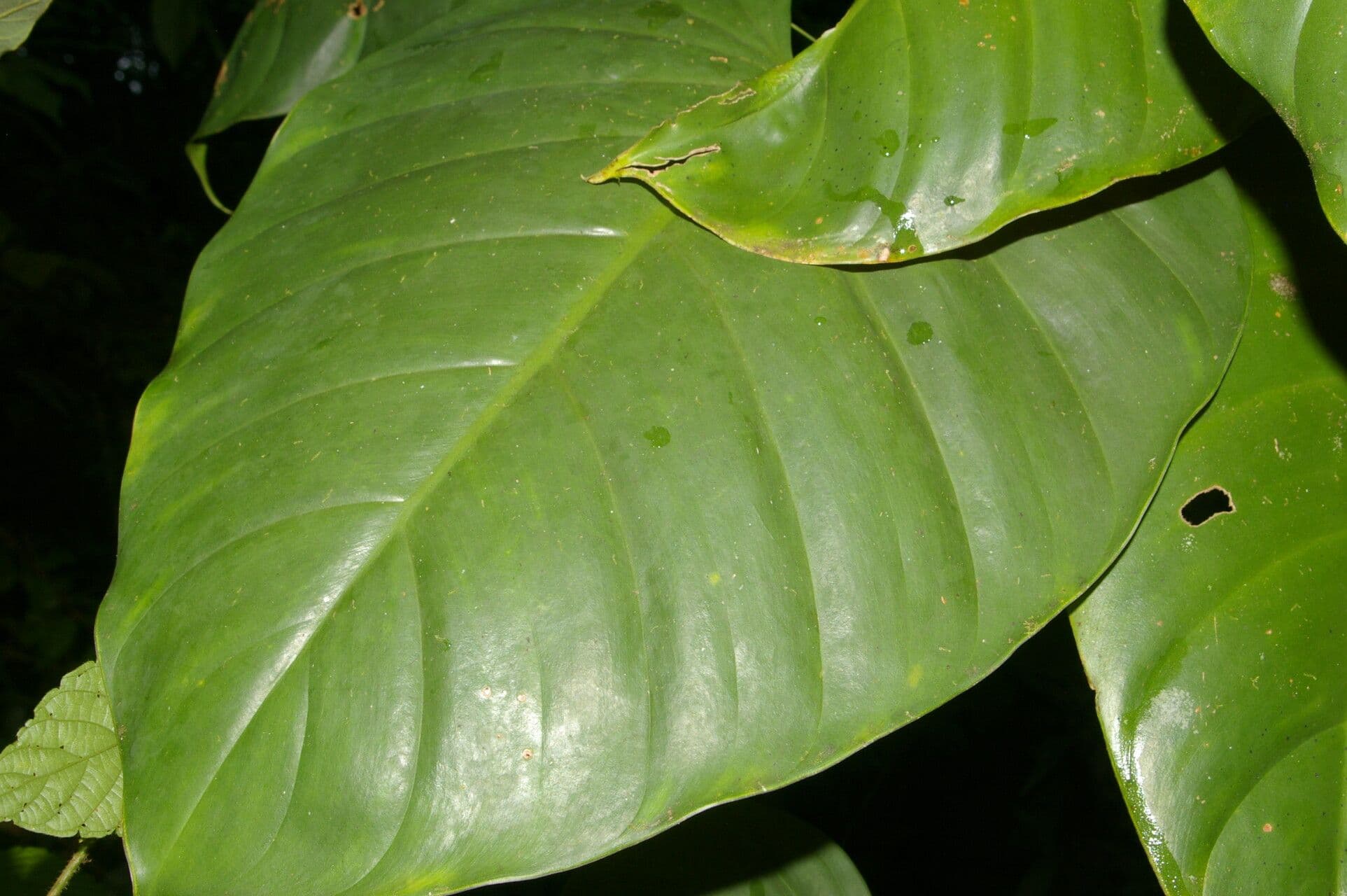 Filodendro 5