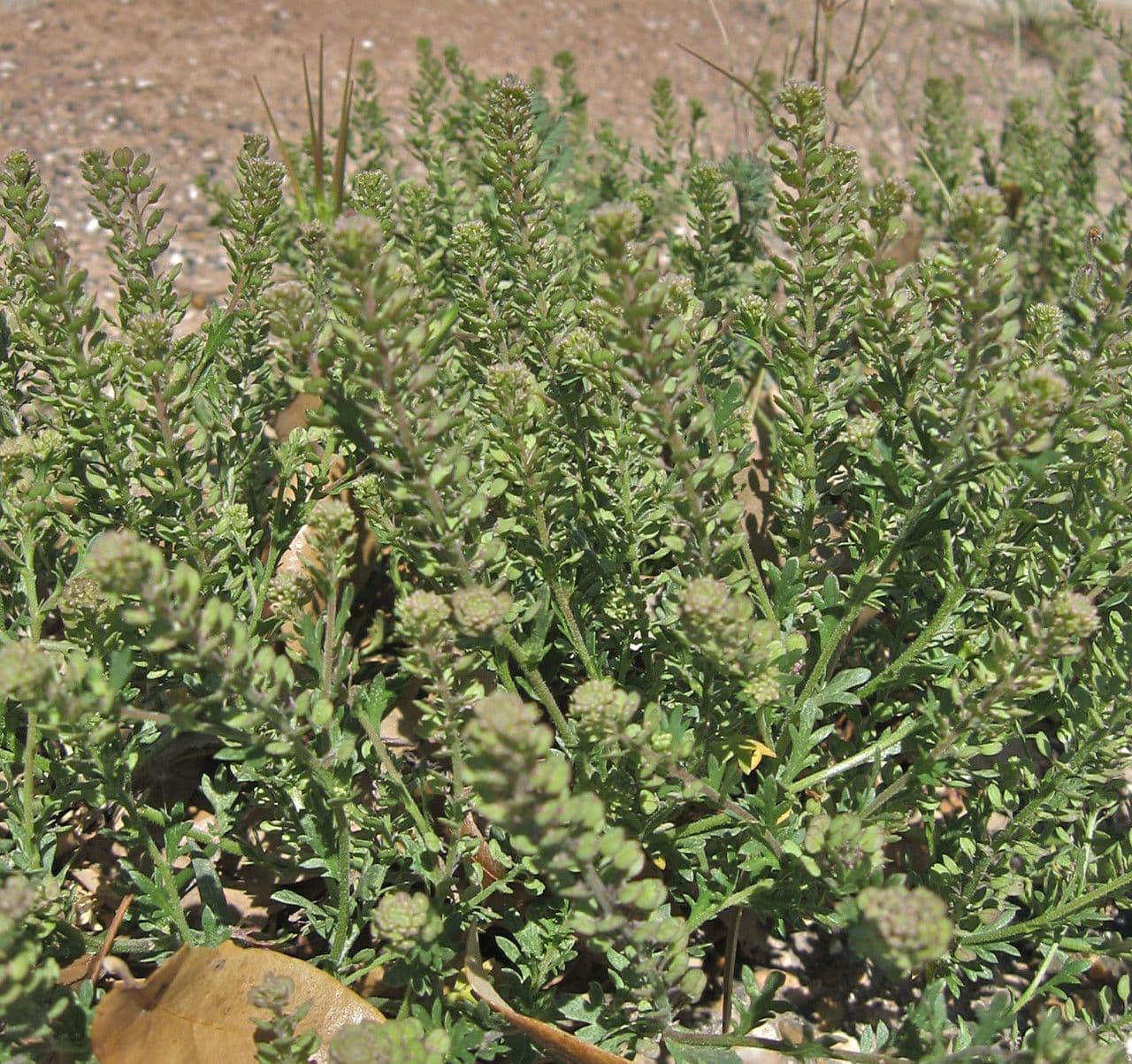 Lepidium oblongum 3