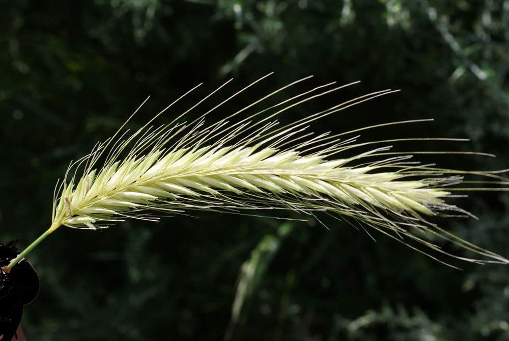 Orzo bulboso 6