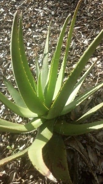Aloe 10