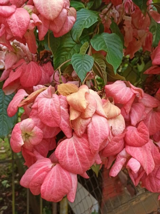Mussaenda philippica