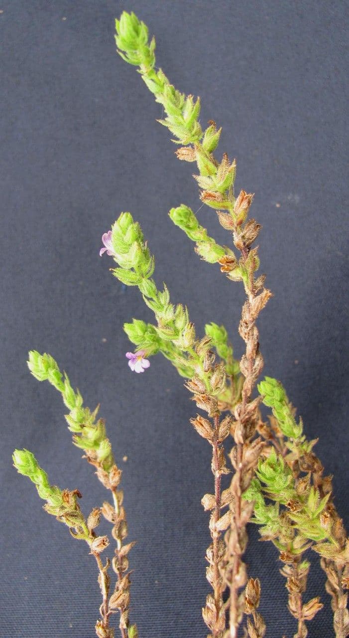Stemodia durantifolia 22