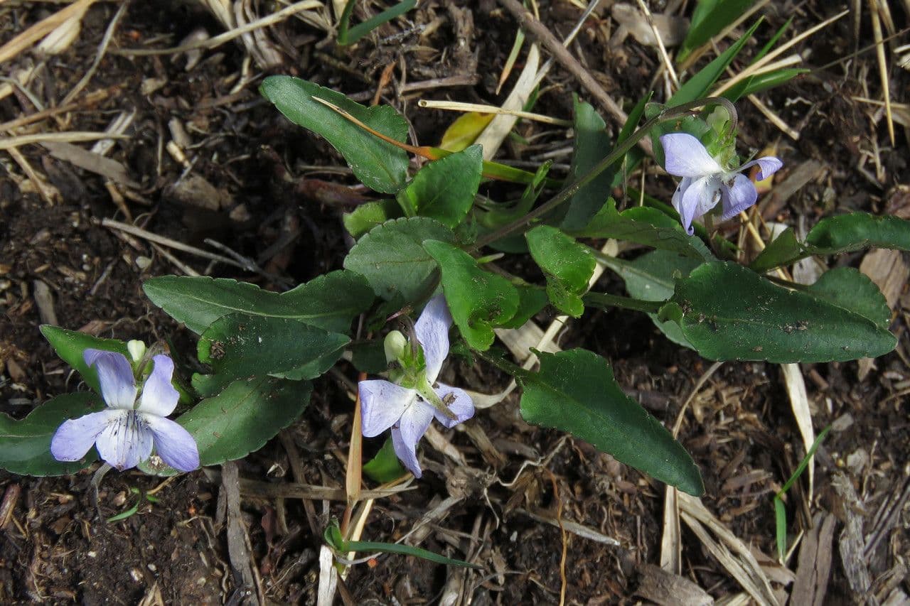 Viola pallida 12