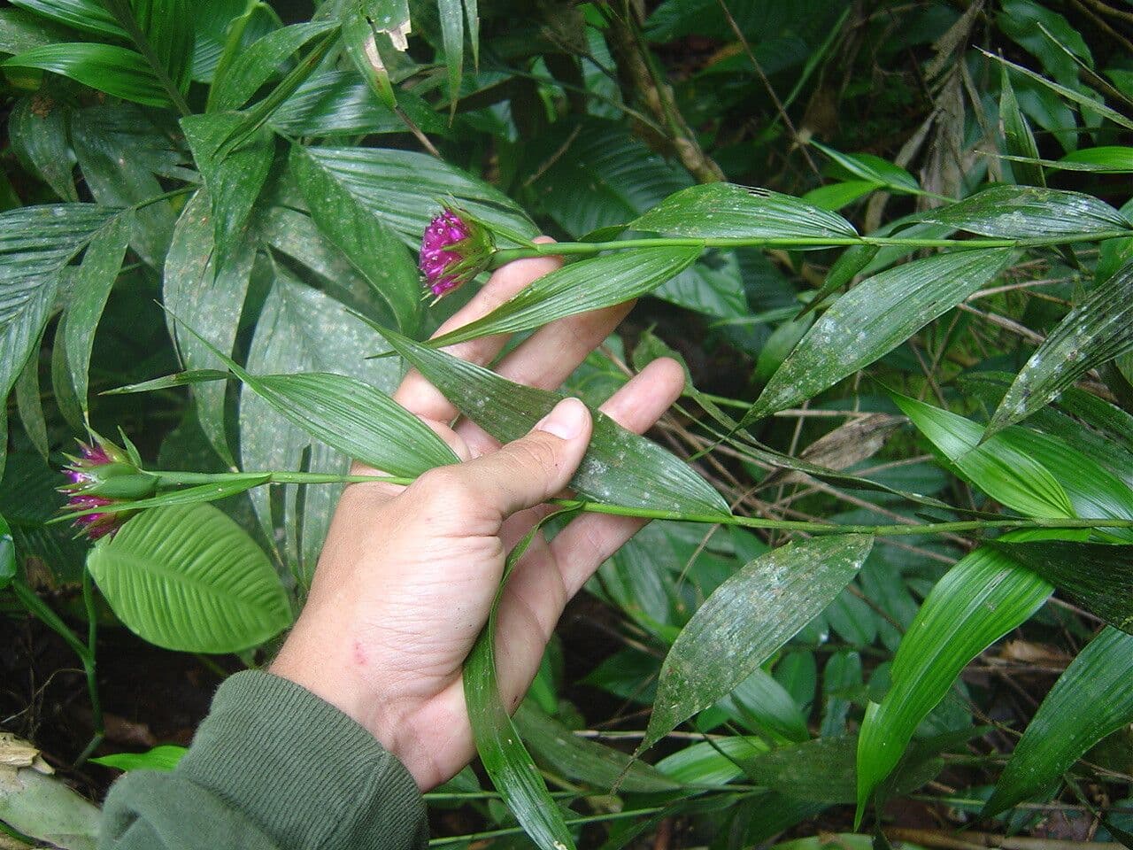 Elleanthus brazylijski 5