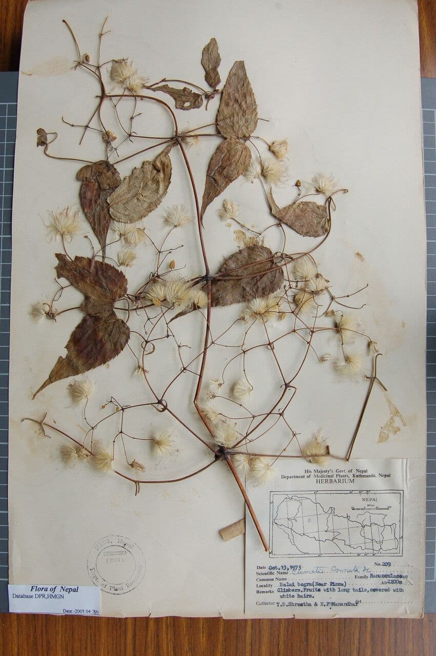 Clematis connata 15