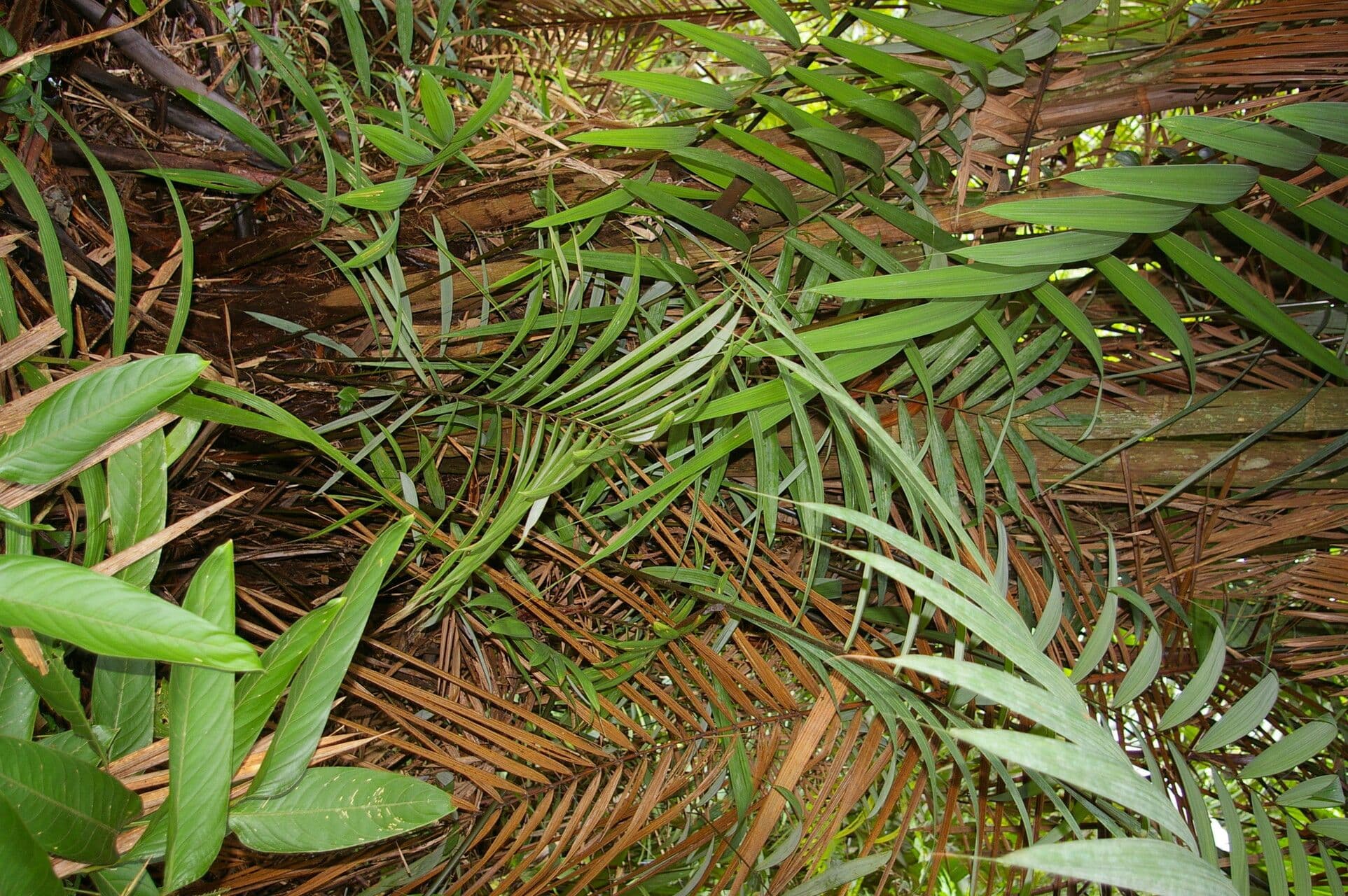 Oenocarpus
