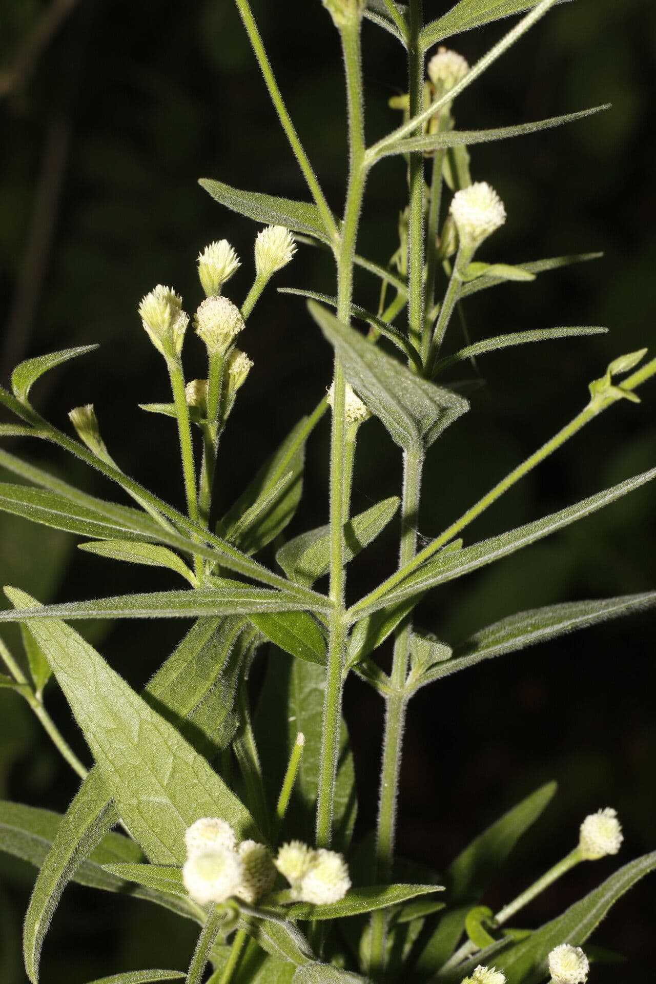 Isocarpha 10