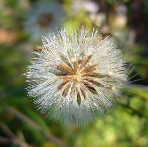 Erigeron delle rocce 3