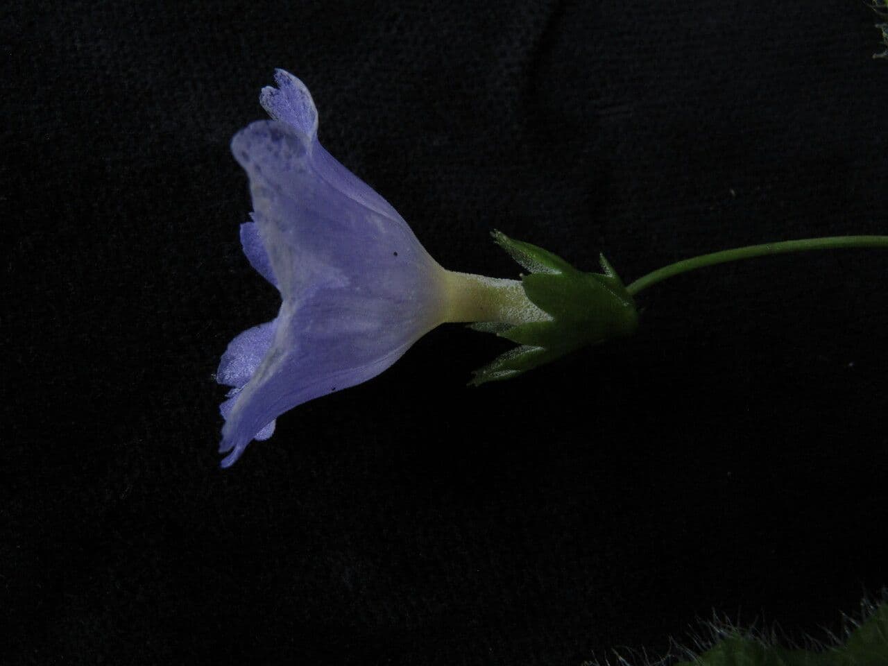 Primula 2
