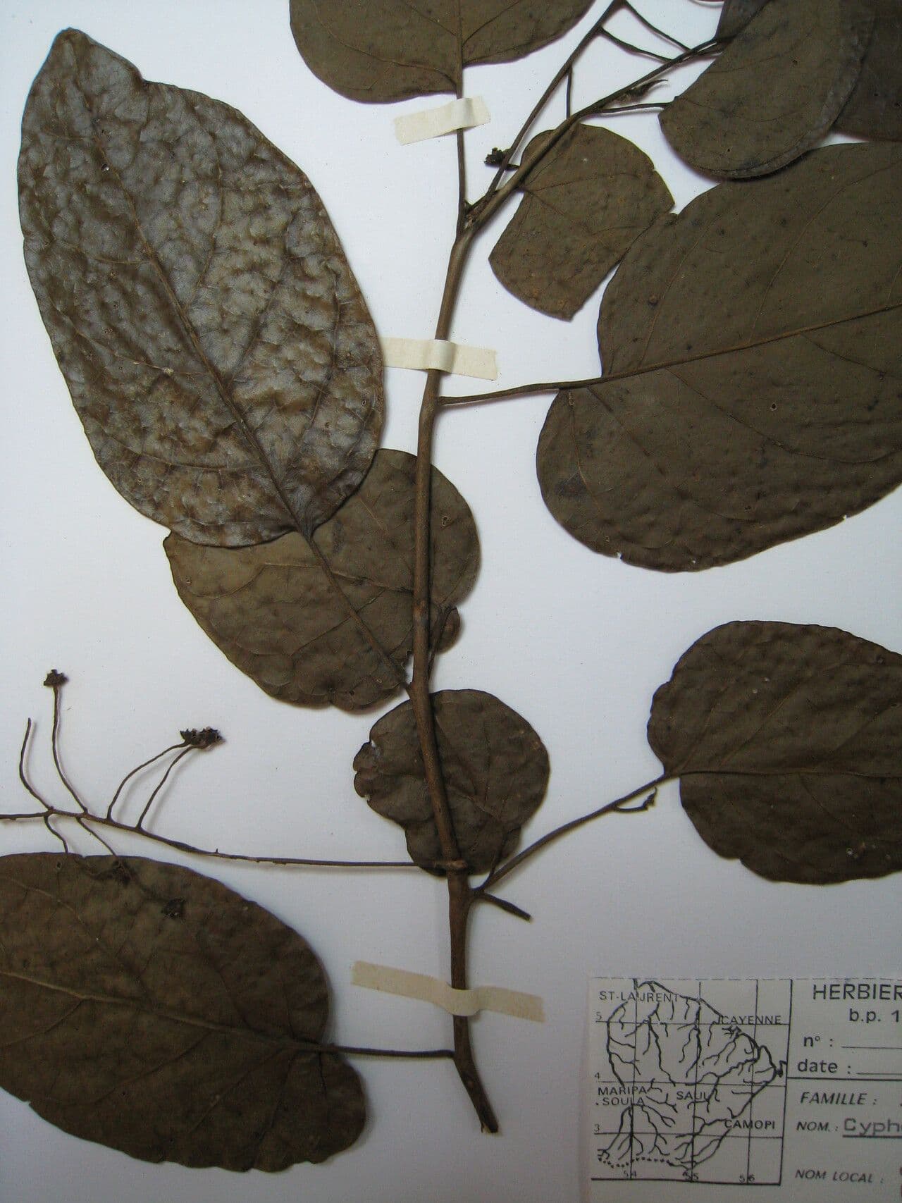 Solano endopogon 3