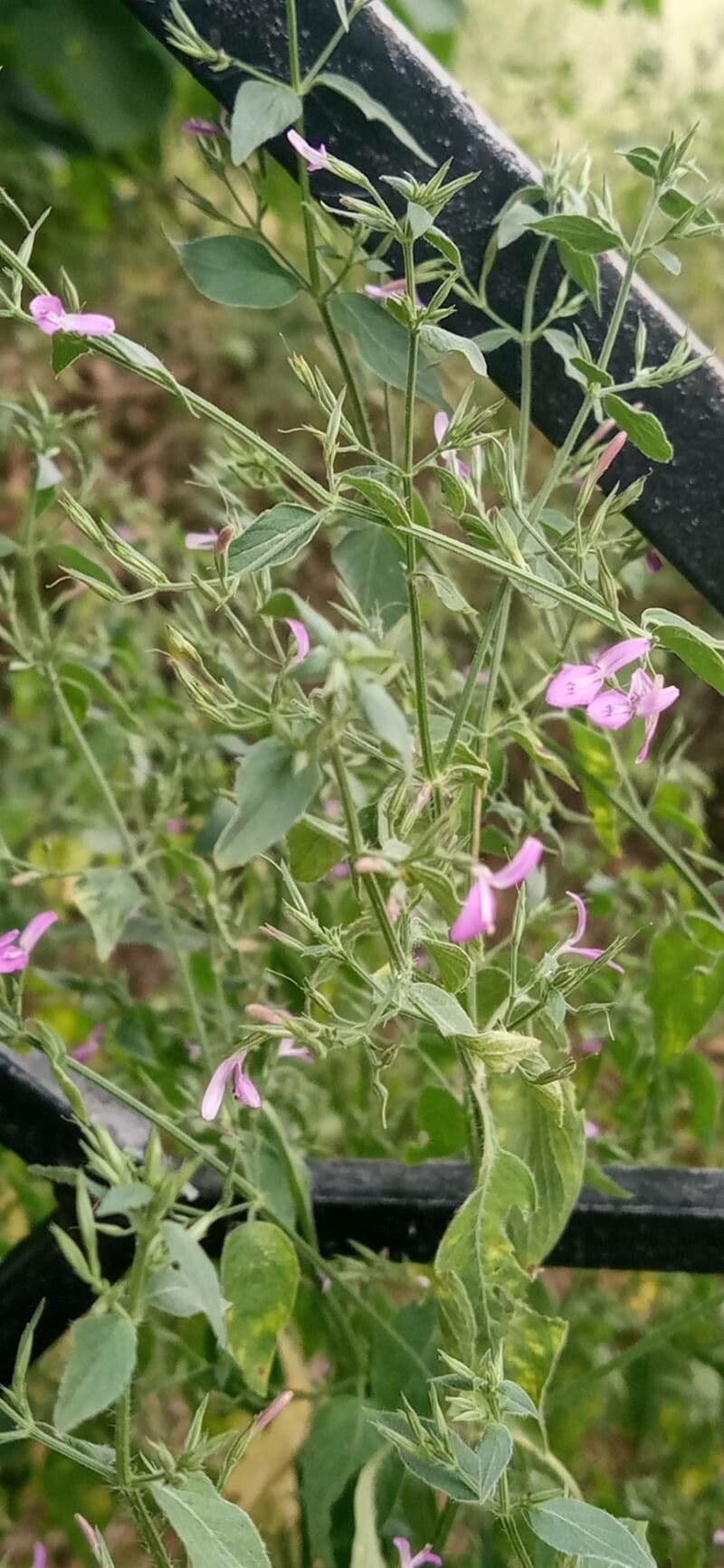 Dicliptera paniculata 12