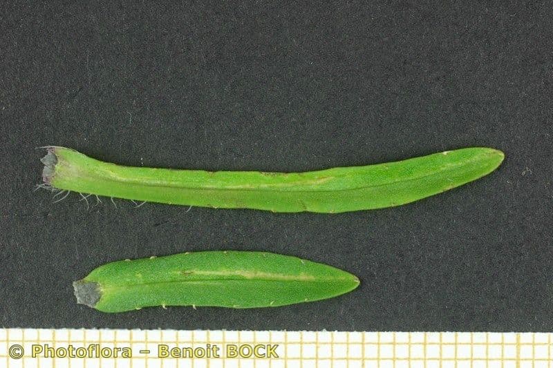 Jasione 28