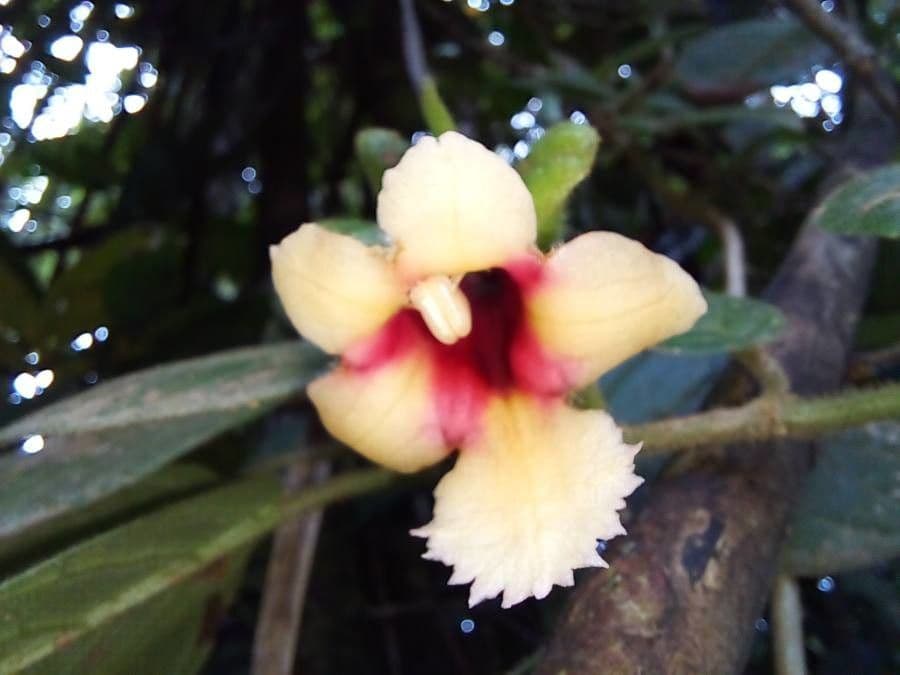 Drymonia alloplectoides 10