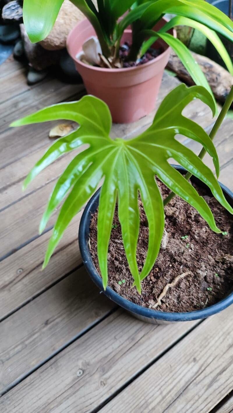Anthurium 3