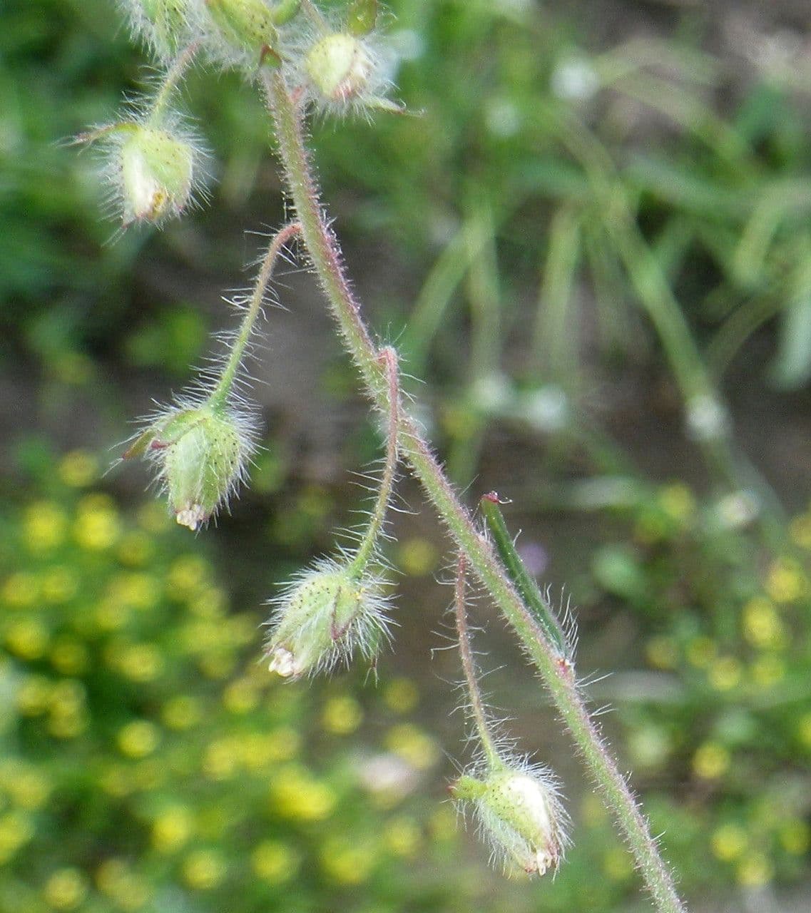 Tuberaria 3